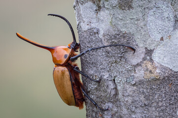 Rhinoceros beetle hugging a tree trunk