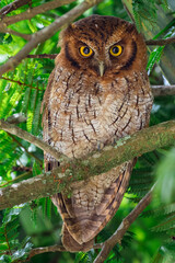 Portrait of an owl while resting during the day