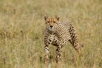 Cheetah, Serengeti National Park, Tanzania.