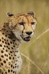 Cheetah, Serengeti National Park, Tanzania.