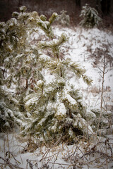 tree in snow