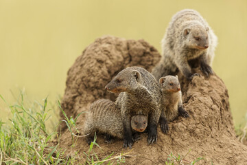 Mother and young banded mongoose on termite mound, Serengeti National Park, Tanzania, Africa.