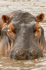 Fototapeta na wymiar Hippopotamus, Serengeti National Park, Tanzania, Africa.