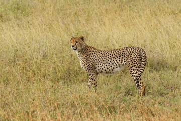 Cheetah, Serengeti National Park, Tanzania.