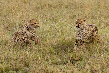 Cheetah, Serengeti National Park, Tanzania.