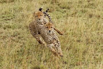 Cheetah, Serengeti National Park, Tanzania.
