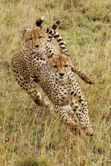 Cheetah, Serengeti National Park, Tanzania.