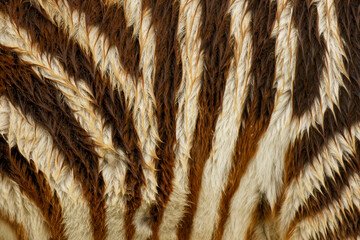 Pattern in stripes on side of Burchell's Zebra, Serengeti National Park, Tanzania, Africa.