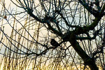 Blackbird in an apple tree in a blue cloudy sky at sunrise in winter, Almere, Flevoland, The Netherlands, February 10, 2020