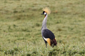 African Crowned Crane, Ngorongoro Crater, Tanzania, Africa.