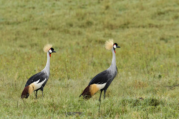 African Crowned Crane, Ngorongoro Crater, Tanzania, Africa.