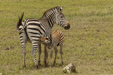 Baby Burchell's zebra nursing, Ngorongoro Crater floor, Tanzania, Africa.