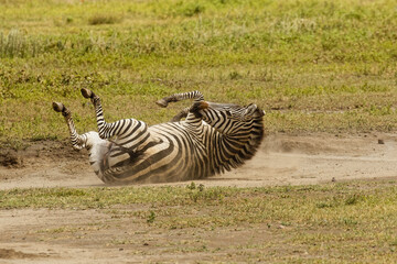 Fototapeta na wymiar Burchell's zebra rolling in dirt, Ngorongoro Crater, Tanzania, Africa.