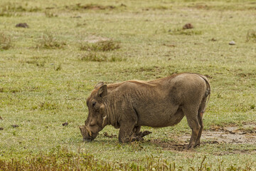 Warthog grazing on knees, Ngorongoro Crater, Tanzania, Africa.