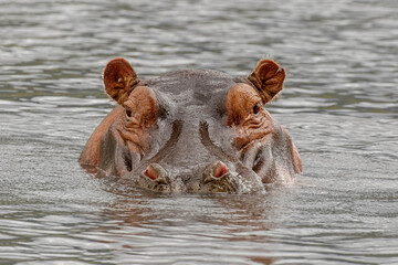 Fototapeta premium Hippopotamus, Ngorongoro Crater, Tanzania, Africa.
