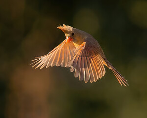 Northern Cardinal female in flight