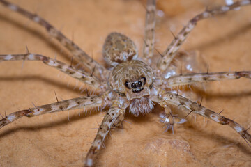 Water spider perched on a dry leaf at the edge of the river