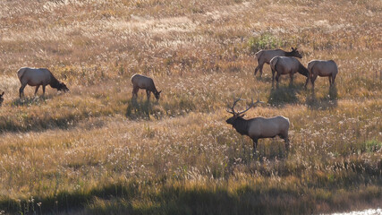side view of an elk bull with his herd on a sunny fall afternoon in yellowstone national park