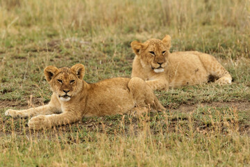 Naklejka na ściany i meble Lion cub, Serengeti National Park, Tanzania, Africa.