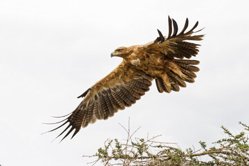 Tawny Eagle flying, Serengeti National Park, Tanzania, Africa.