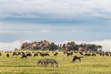 Burchell's zebra and wildebeest herd in front of kopje, Serengeti National Park, Tanzania, Africa.