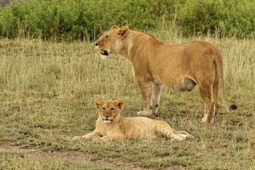 Fototapeta na wymiar Single lion cub with adult female, Serengeti National Park, Tanzania, Africa.