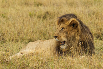 Large black maned male Lion, Serengeti National Park, Tanzania, Africa.
