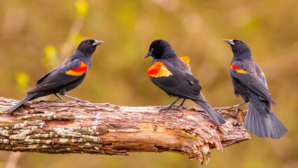 Red-Winged Blackbird trio on limb