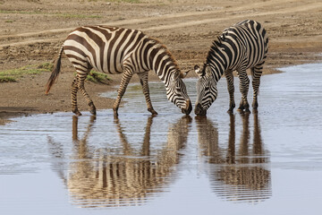 Fototapeta na wymiar Burchell's Zebra and reflection, Serengeti National Park, Tanzania, Africa.