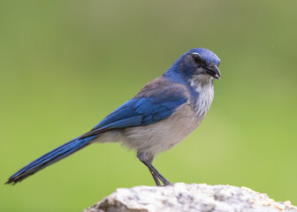 Western Scrub Jay