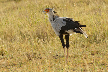 Secretary Bird, Serengeti National Park, Tanzania.