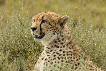 Cheetah, Serengeti National Park, Tanzania.