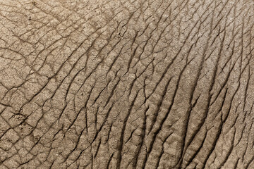 Close-up of rough skin on African elephant, Serengeti National Park, Tanzania, Africa.