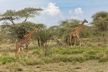 Pair of Masai Giraffes browsing on acacia trees, Serengeti National Park, Tanzania, Africa.