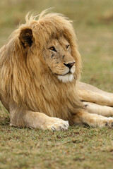 Blonde adult male lion, Serengeti National Park, Tanzania, Africa.