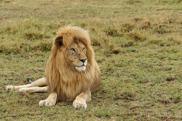 Obraz na płótnie Canvas Blonde adult male lion, Serengeti National Park, Tanzania, Africa.
