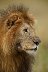 Adult black maned Lion, Serengeti National Park, Tanzania, Africa.