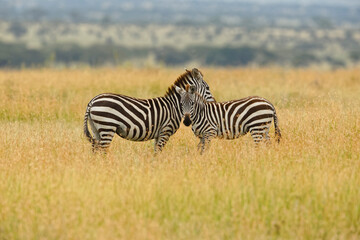 Fototapeta na wymiar Burchell's Zebra, Serengeti National Park, Tanzania, Africa.