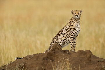 Cheetah, Serengeti National Park, Tanzania.