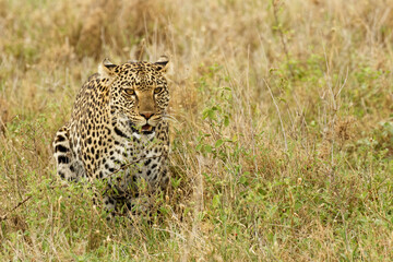 African leopard, Serengeti National Park, Tanzania, Africa.