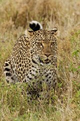 African leopard, Serengeti National Park, Tanzania, Africa.