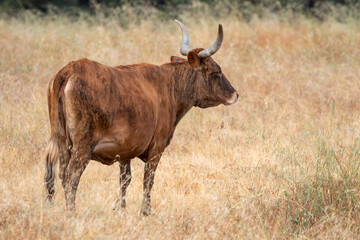 Brown Cow in California