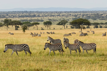 Fototapeta na wymiar Burchell's zebra, Serengeti National Park, Tanzania, Africa.
