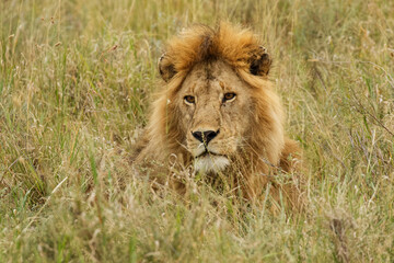 Fototapeta na wymiar Adult black maned Lion, Serengeti National Park, Tanzania, Africa.