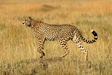 Cheetah, Serengeti National Park, Tanzania.