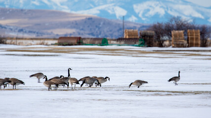 Geese Wildlife of Bozeman Montana