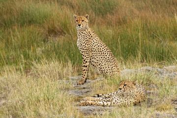 Cheetah, Serengeti National Park, Tanzania.