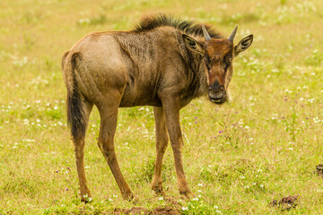 Africa, Tanzania, Ngorongoro Crater. Young white-bearded wildebeest close-up.