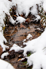 snow covered water