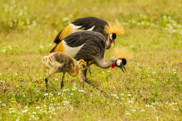 Africa, Tanzania, Ngorongoro Crater. Crowned crane adults and chick and flowers. © Danita Delimont